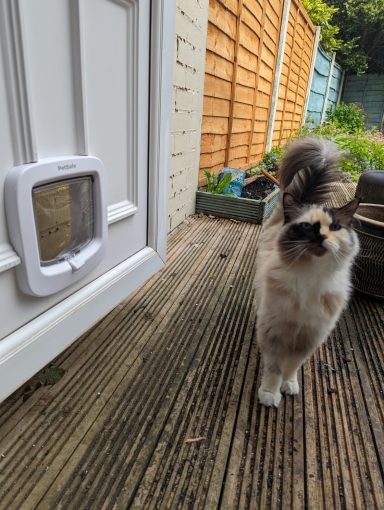 A fluffy cat stands near a cat flap on a wooden deck.